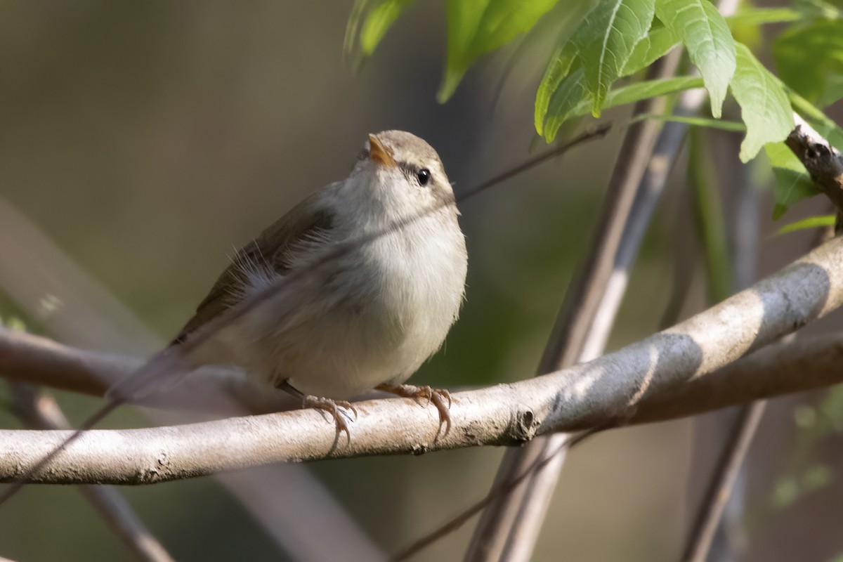 Greenish Warbler - Ravi Jesudas