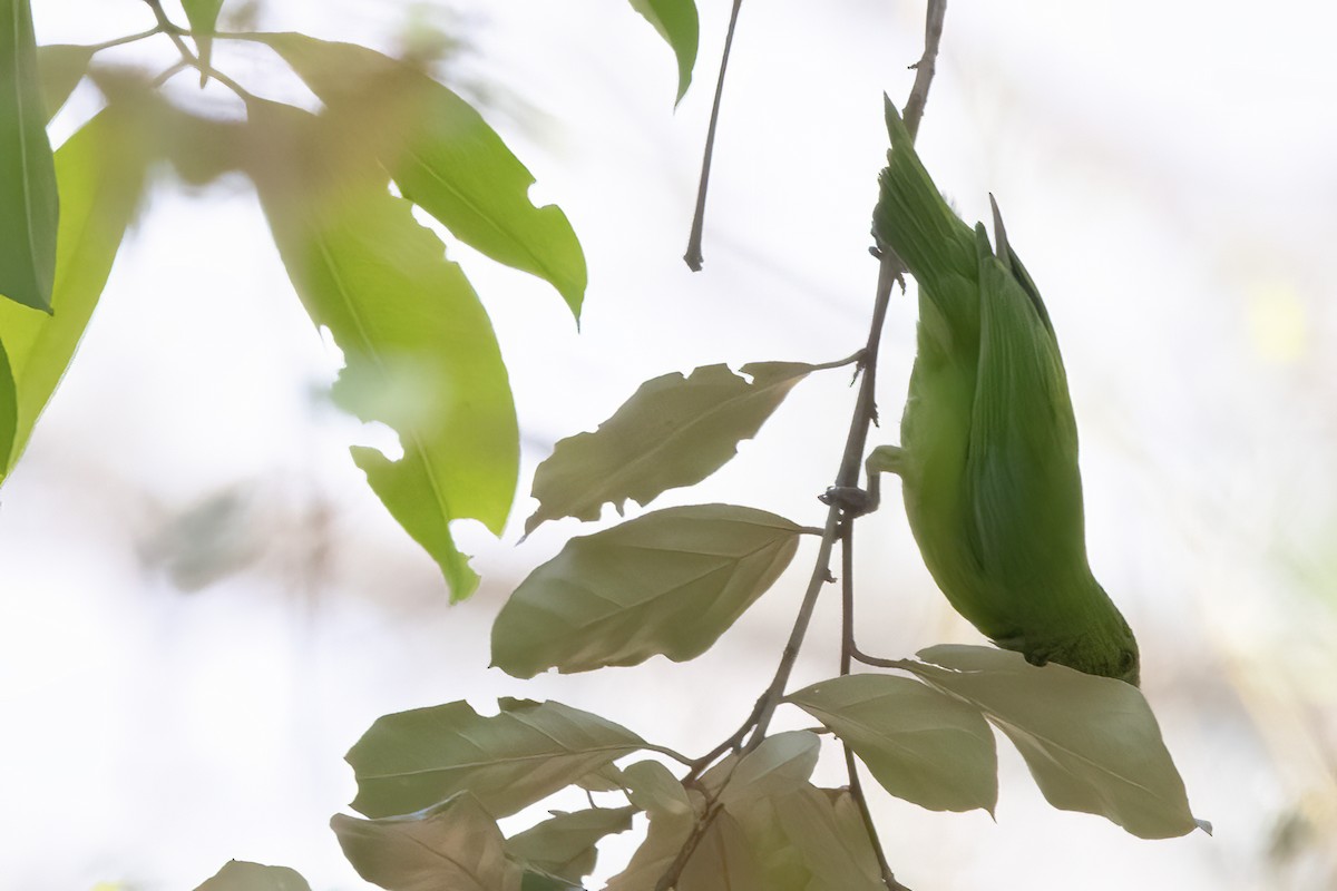 Golden-fronted Leafbird - ML554077231