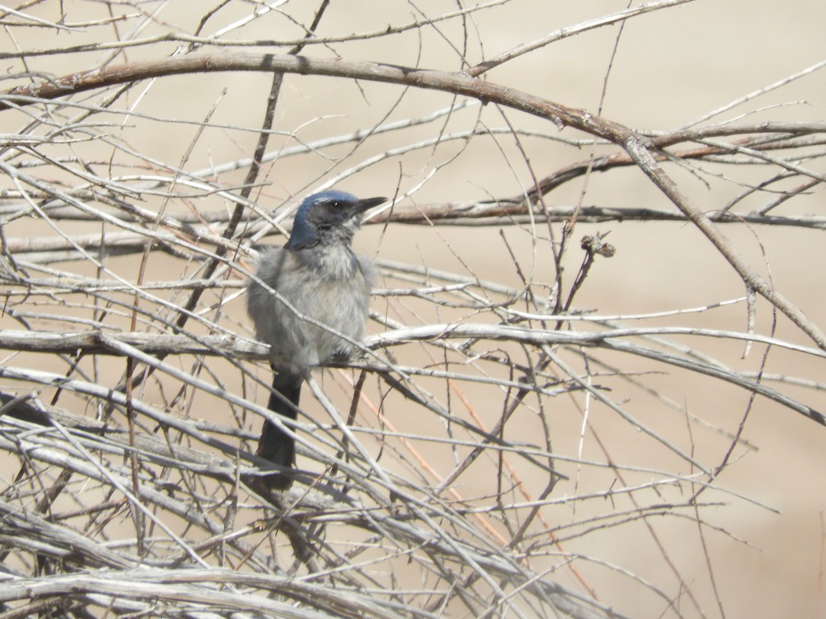 Woodhouse's Scrub-Jay - ML554077361