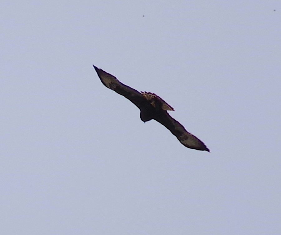 Short-tailed Hawk - ML554077441