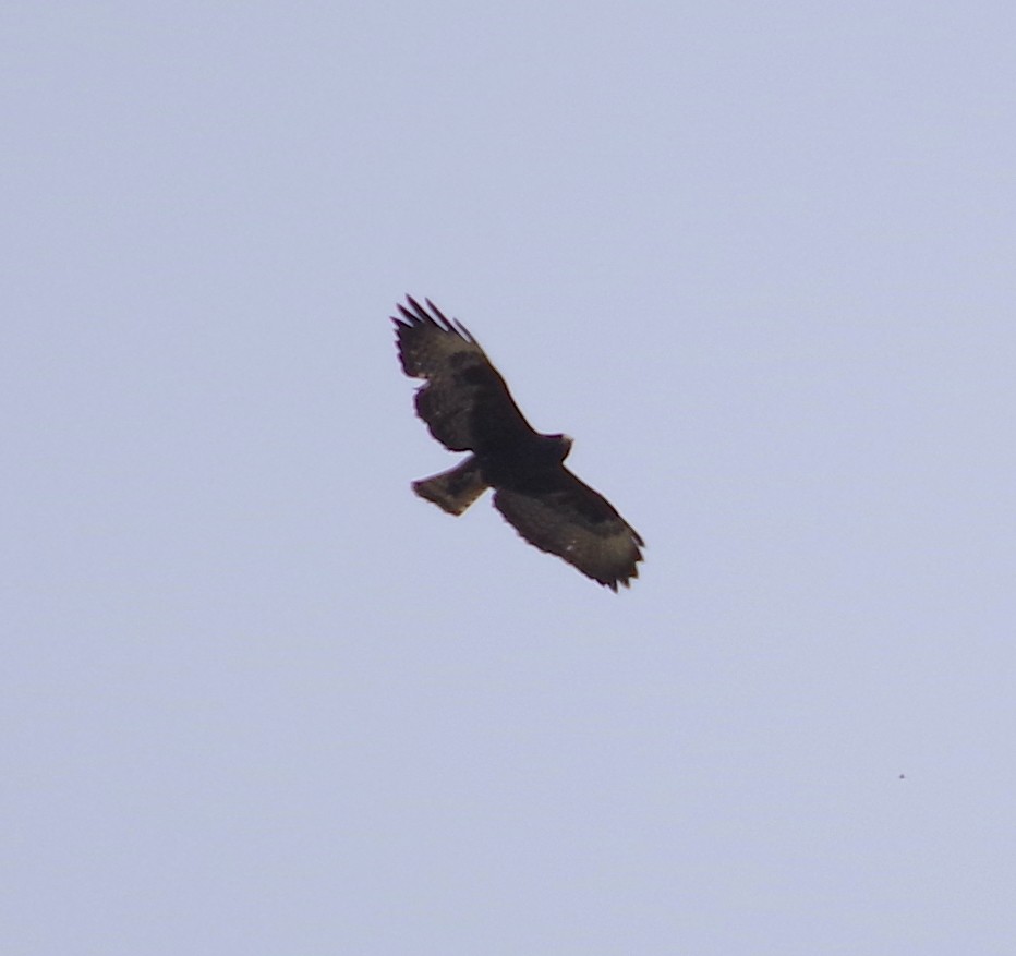 Short-tailed Hawk - ML554077451