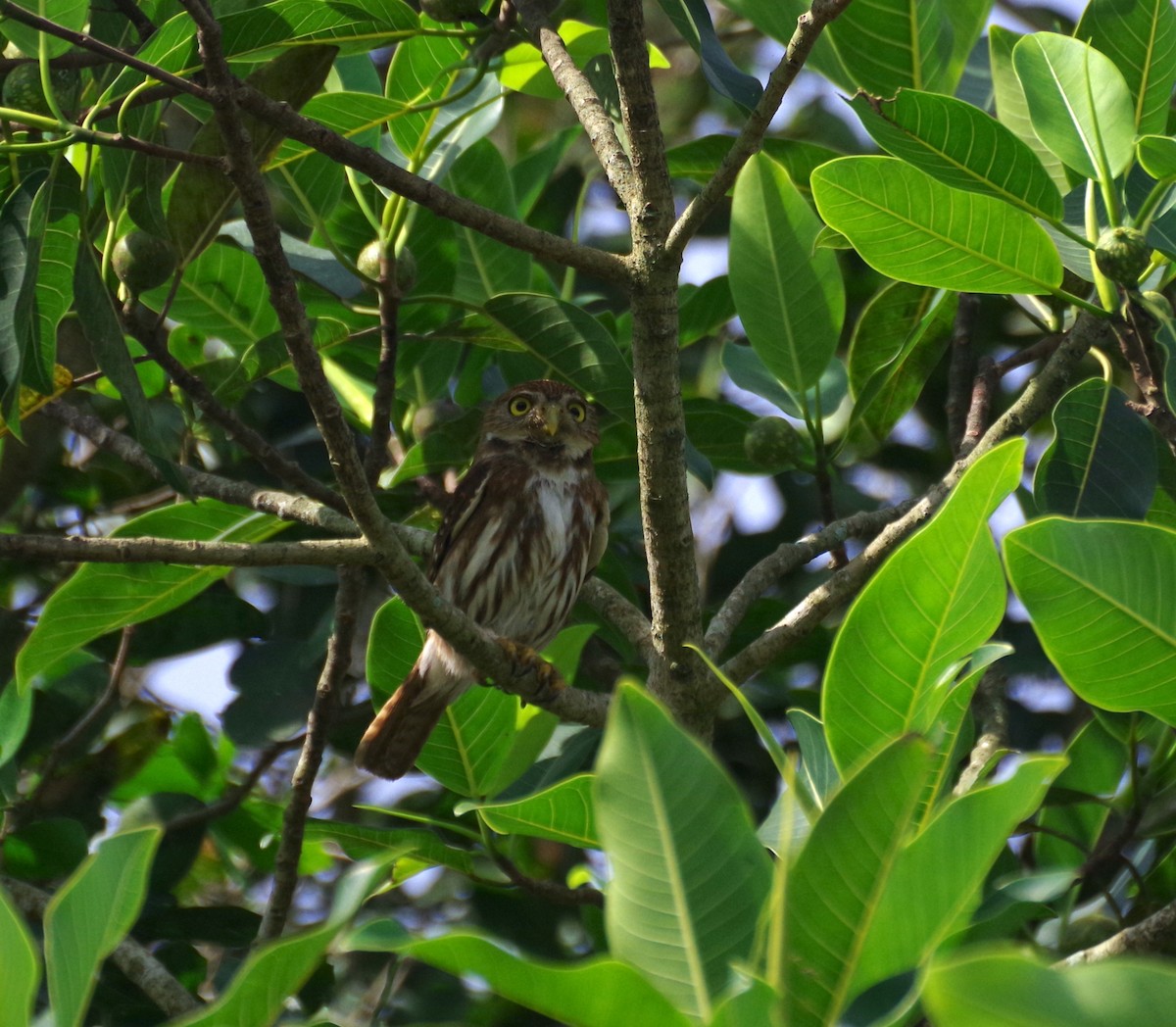 Ferruginous Pygmy-Owl - ML554077541