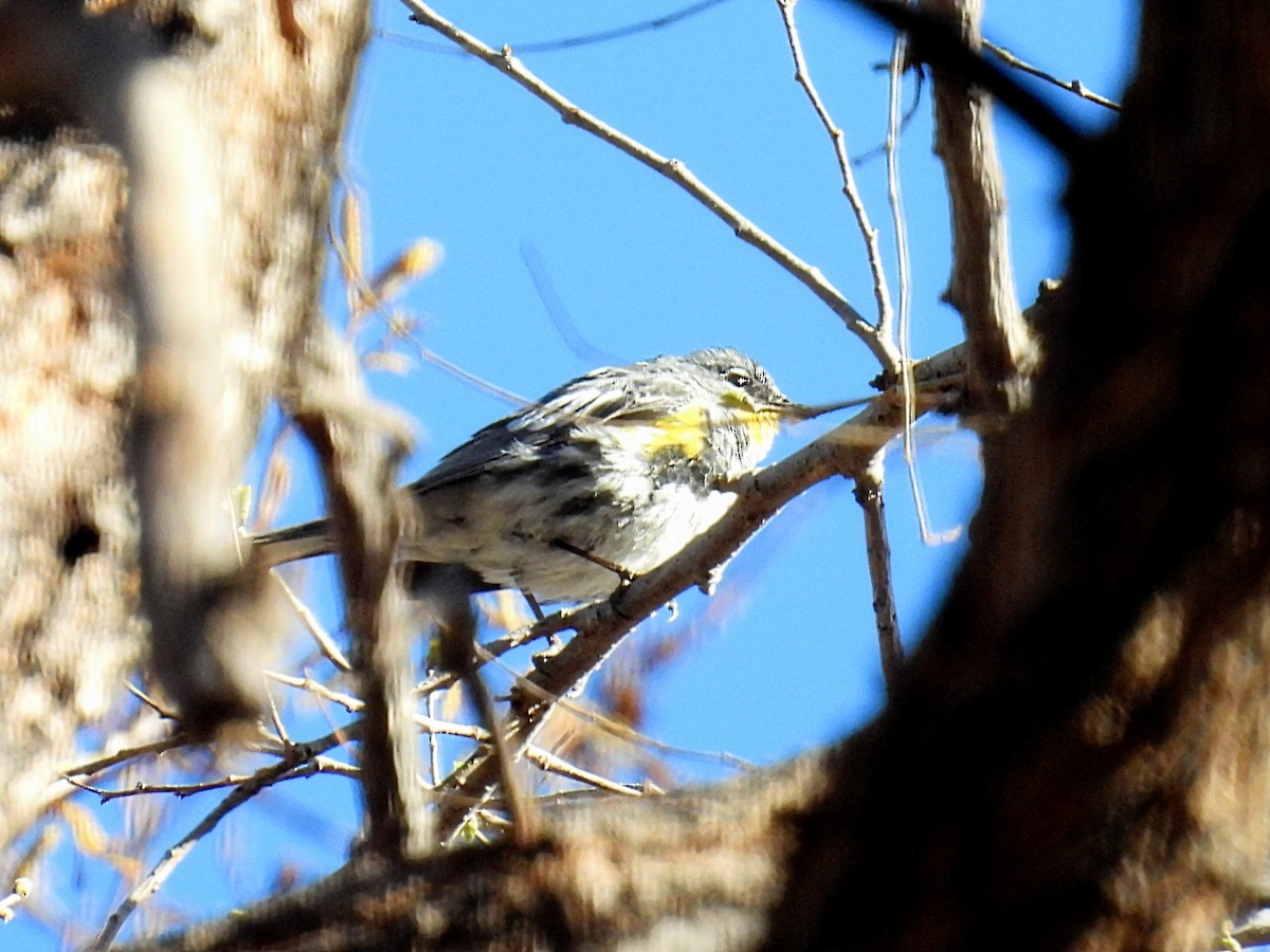 Yellow-rumped Warbler (Audubon's) - ML554078061