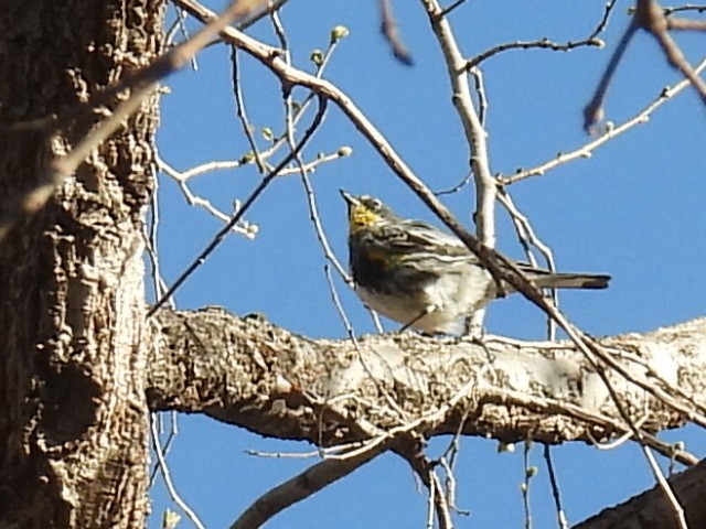 Yellow-rumped Warbler (Audubon's) - ML554078081