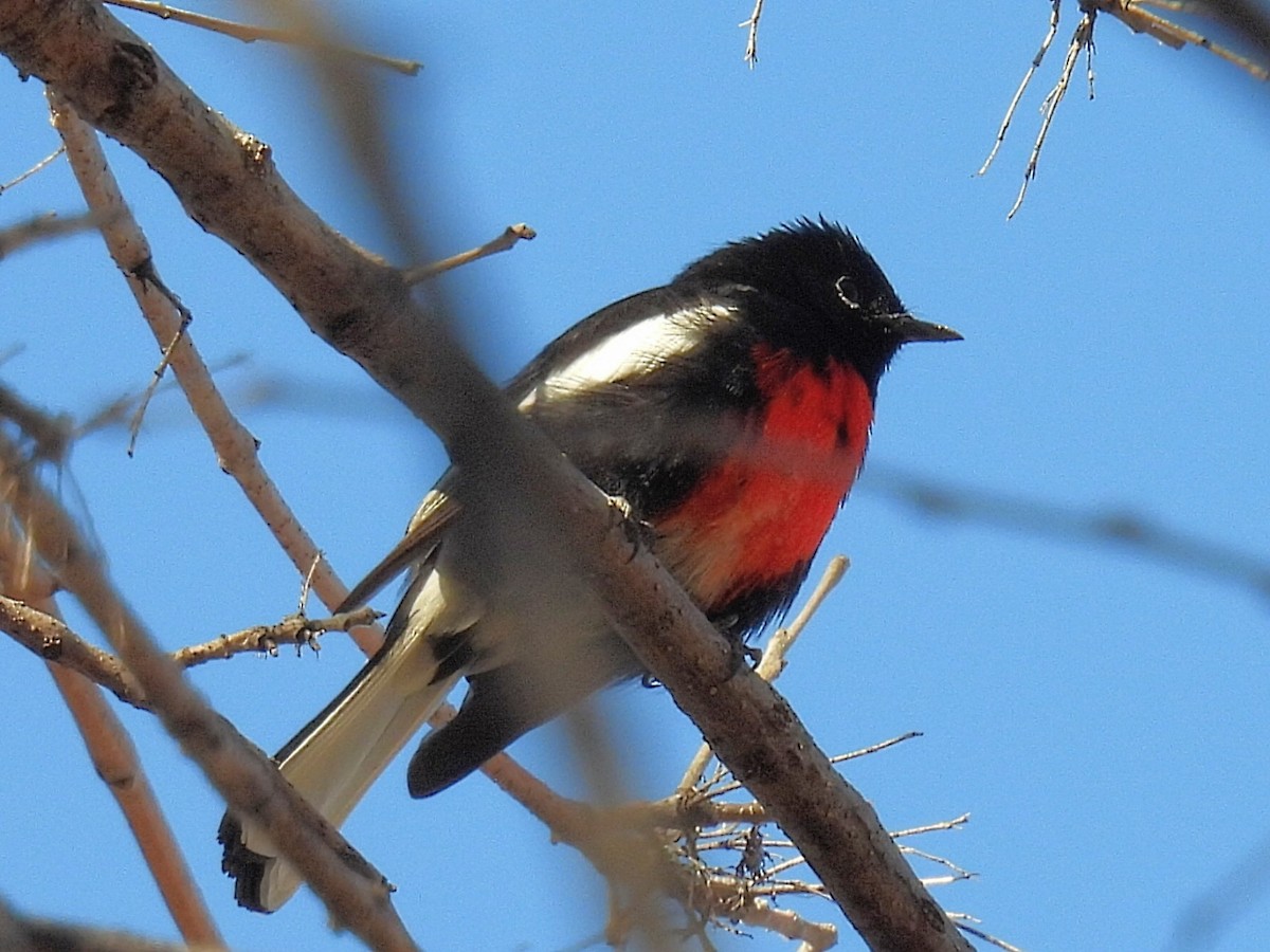 Painted Redstart - ML554078241