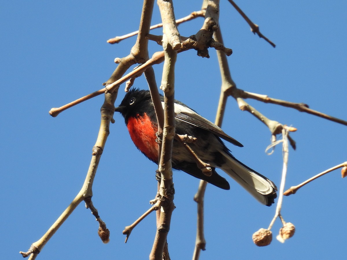 Painted Redstart - ML554078251