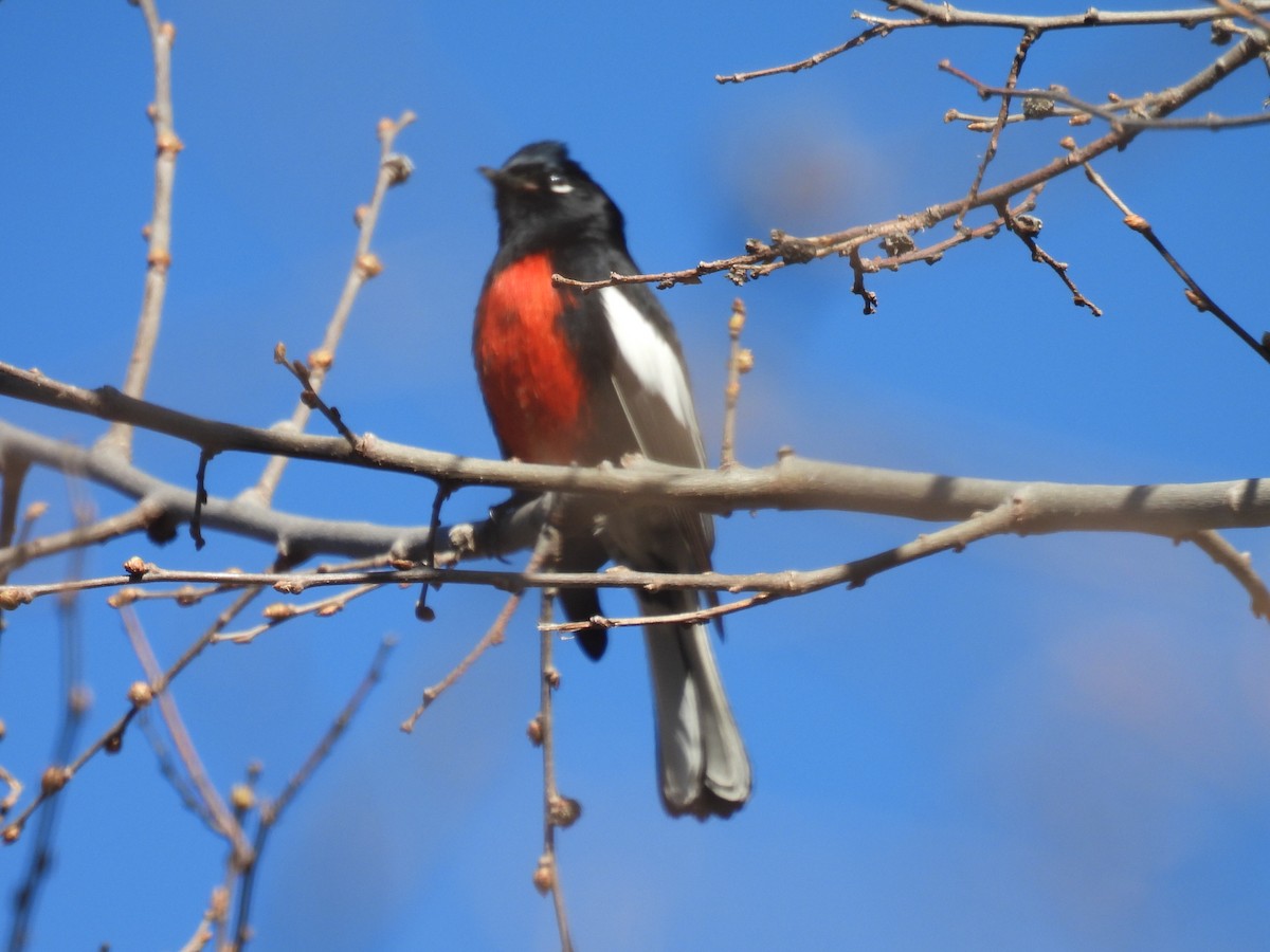 Painted Redstart - ML554078261