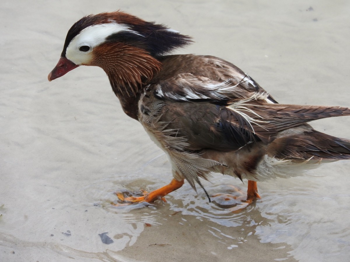 Mandarin Duck - Cate Igo