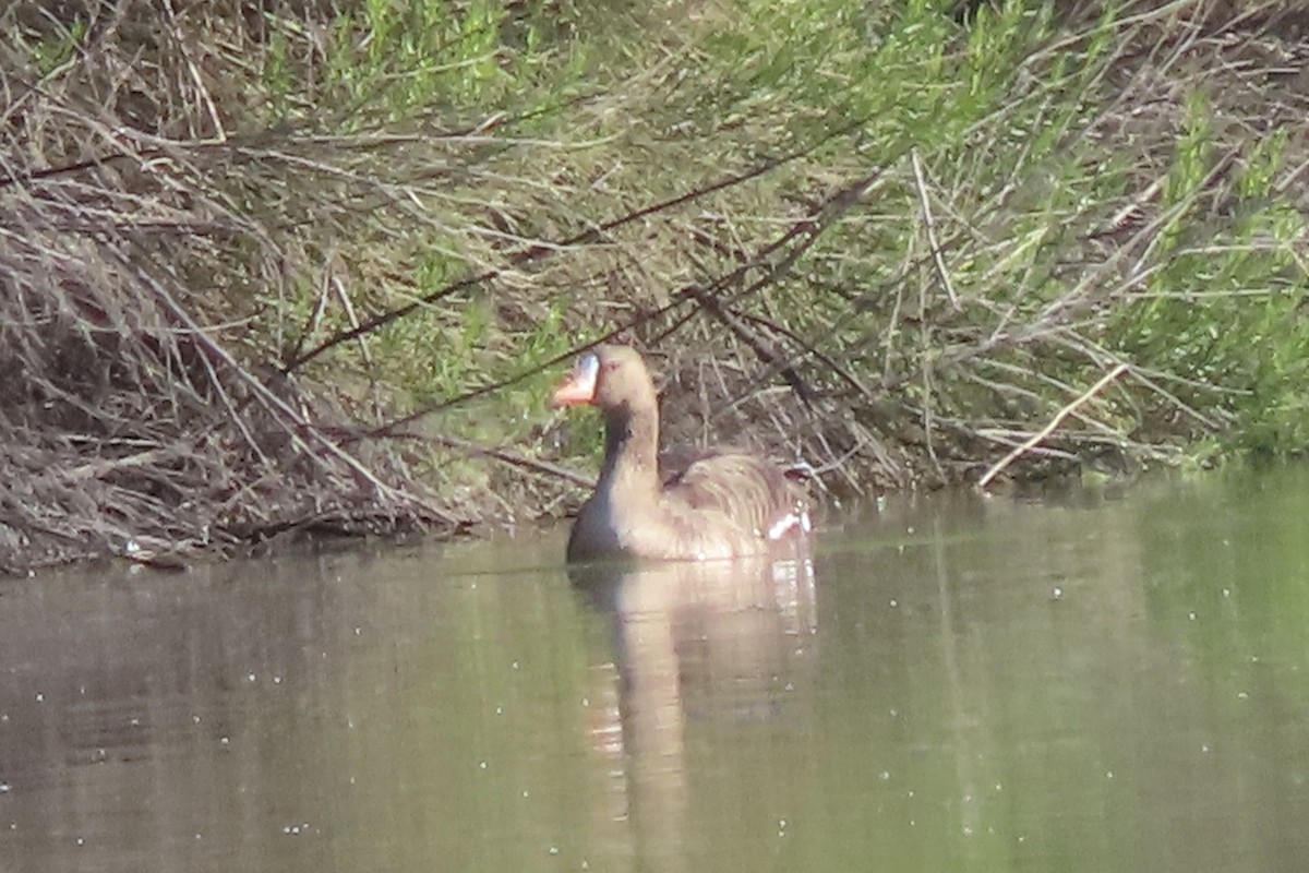 Greater White-fronted Goose - ML554079631