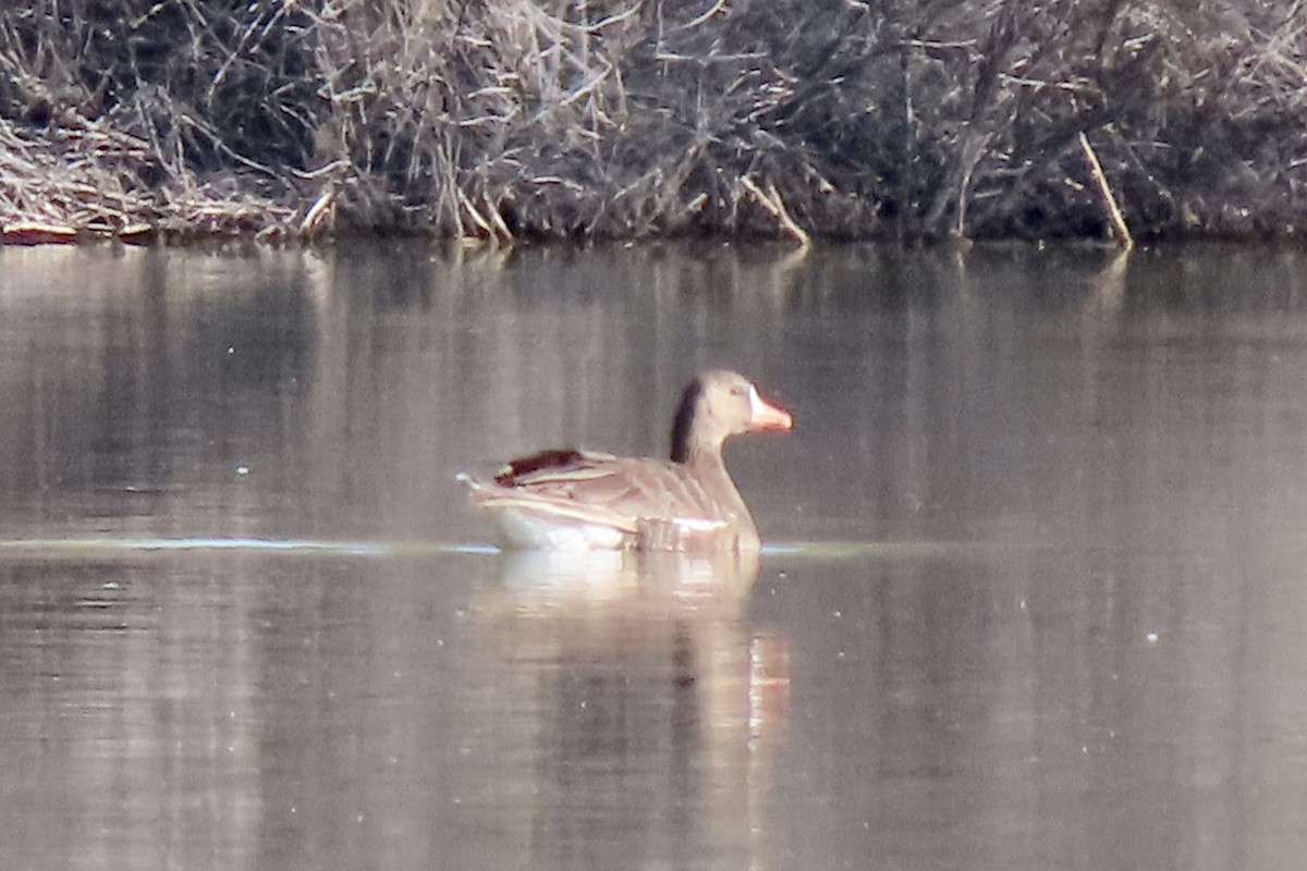 Greater White-fronted Goose - ML554079641