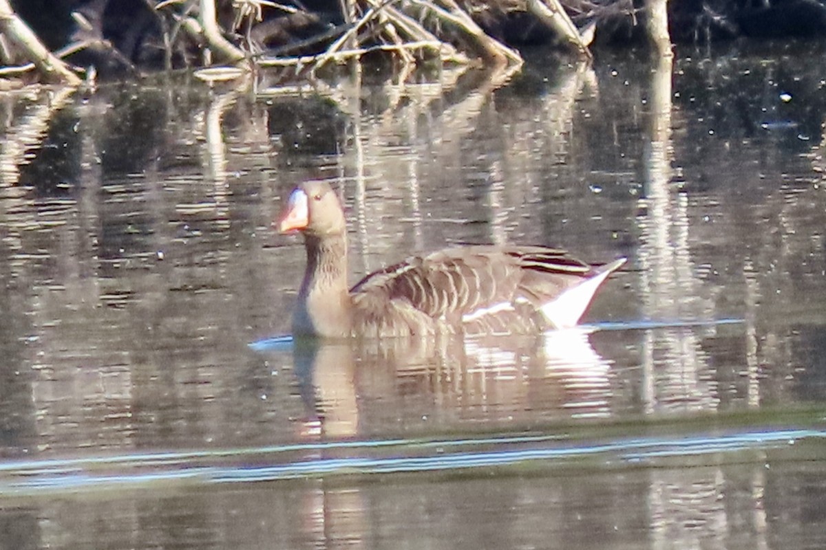 Greater White-fronted Goose - ML554079651