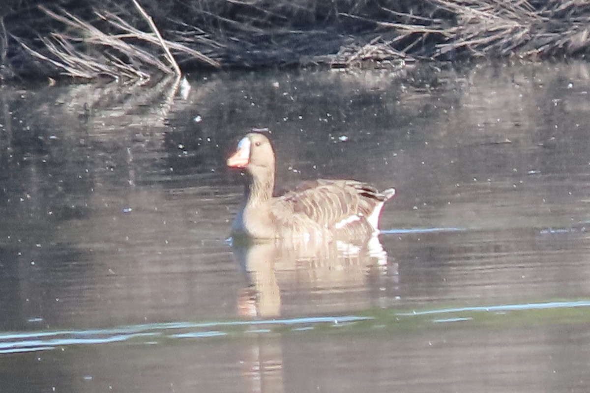 Greater White-fronted Goose - ML554079661
