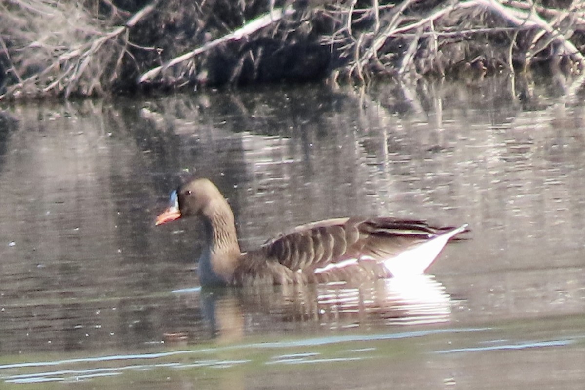Greater White-fronted Goose - ML554079671