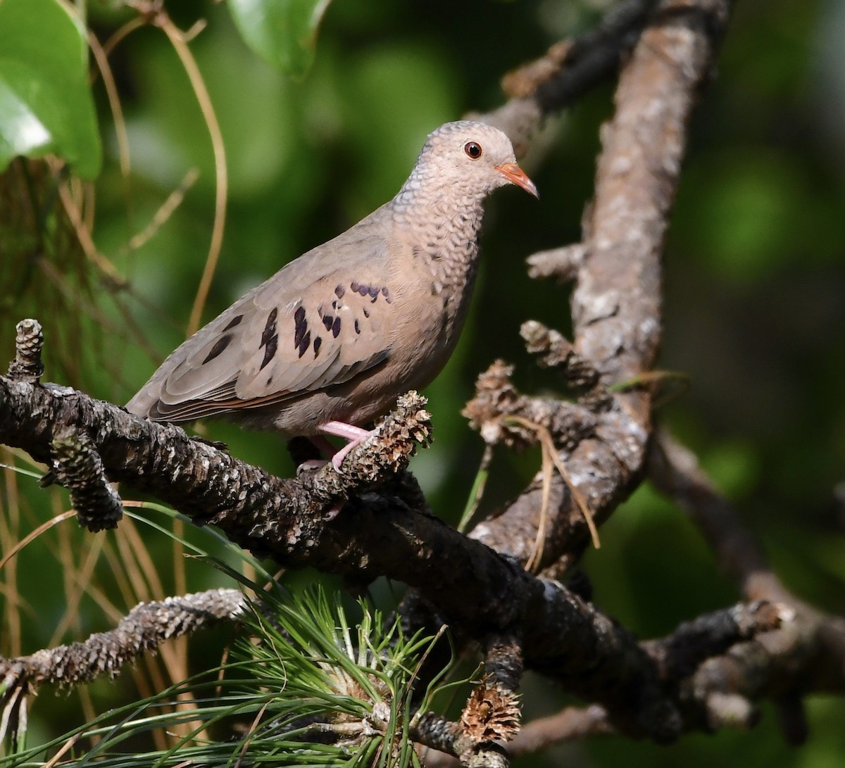 Common Ground Dove - ML554081271