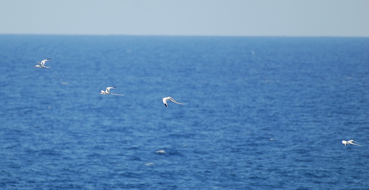 White-tailed Tropicbird - ML554083391