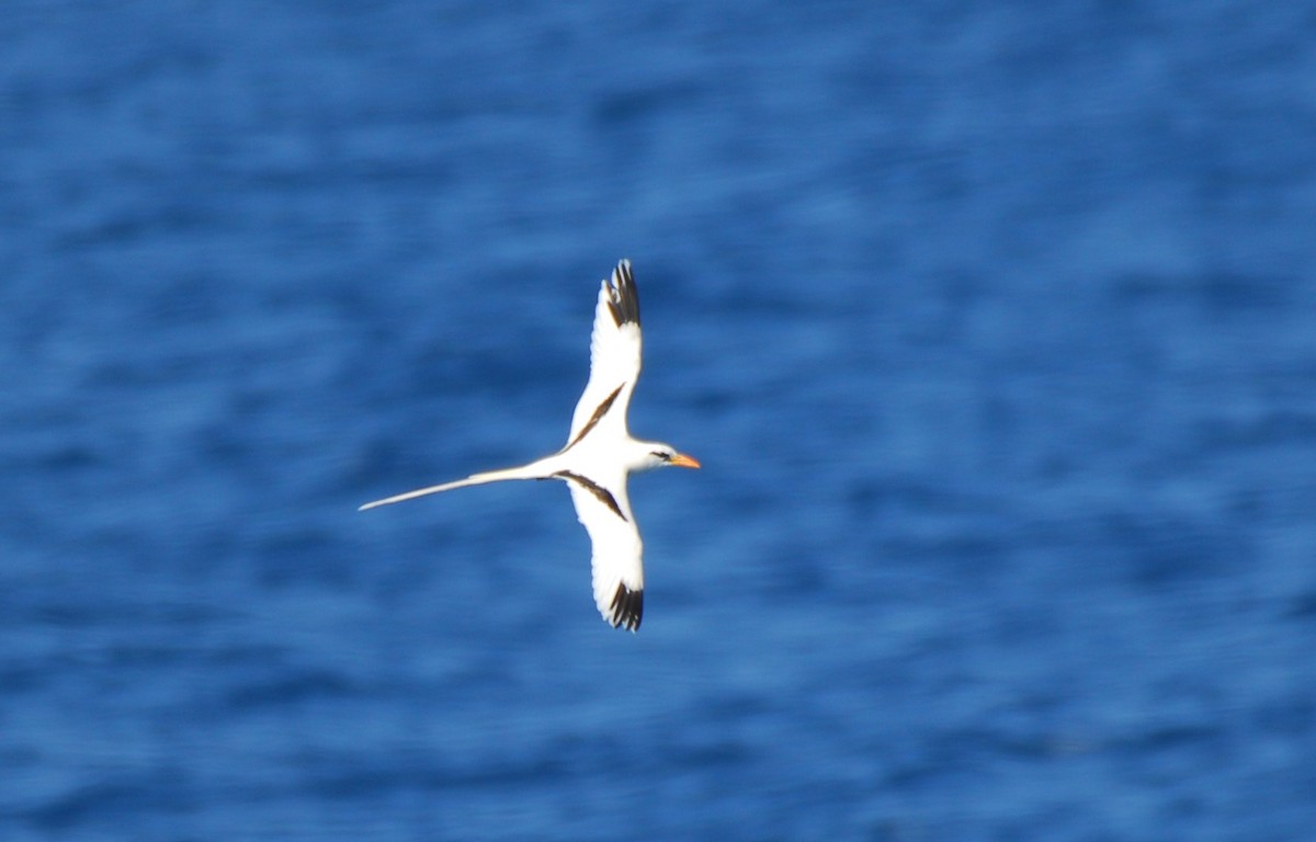 White-tailed Tropicbird - Tim Handren