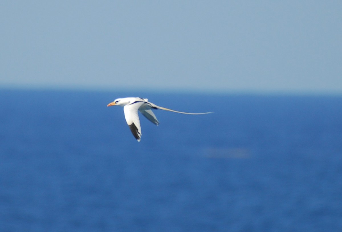 White-tailed Tropicbird - ML554083411