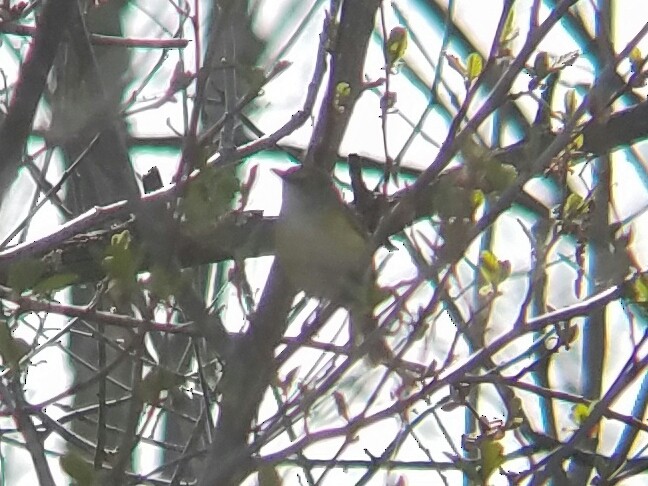 White-eyed Vireo - ML55408371