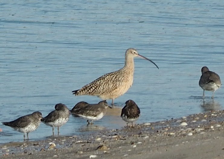 Long-billed Curlew - ML554084001