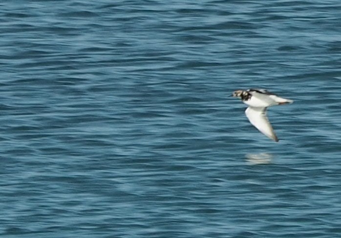 Ruddy Turnstone - ML554084301