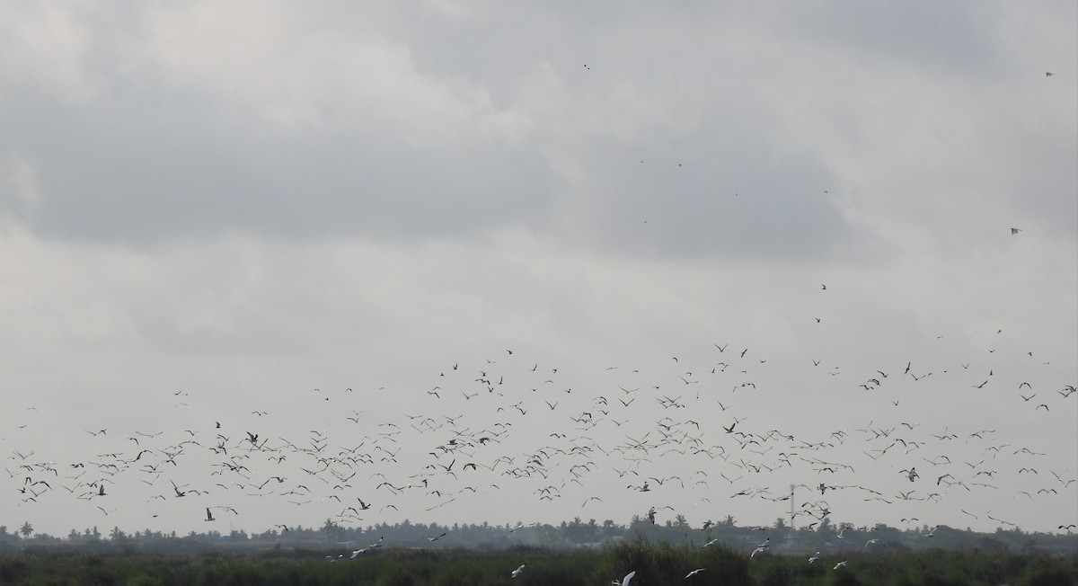 Whiskered Tern - ML554084451