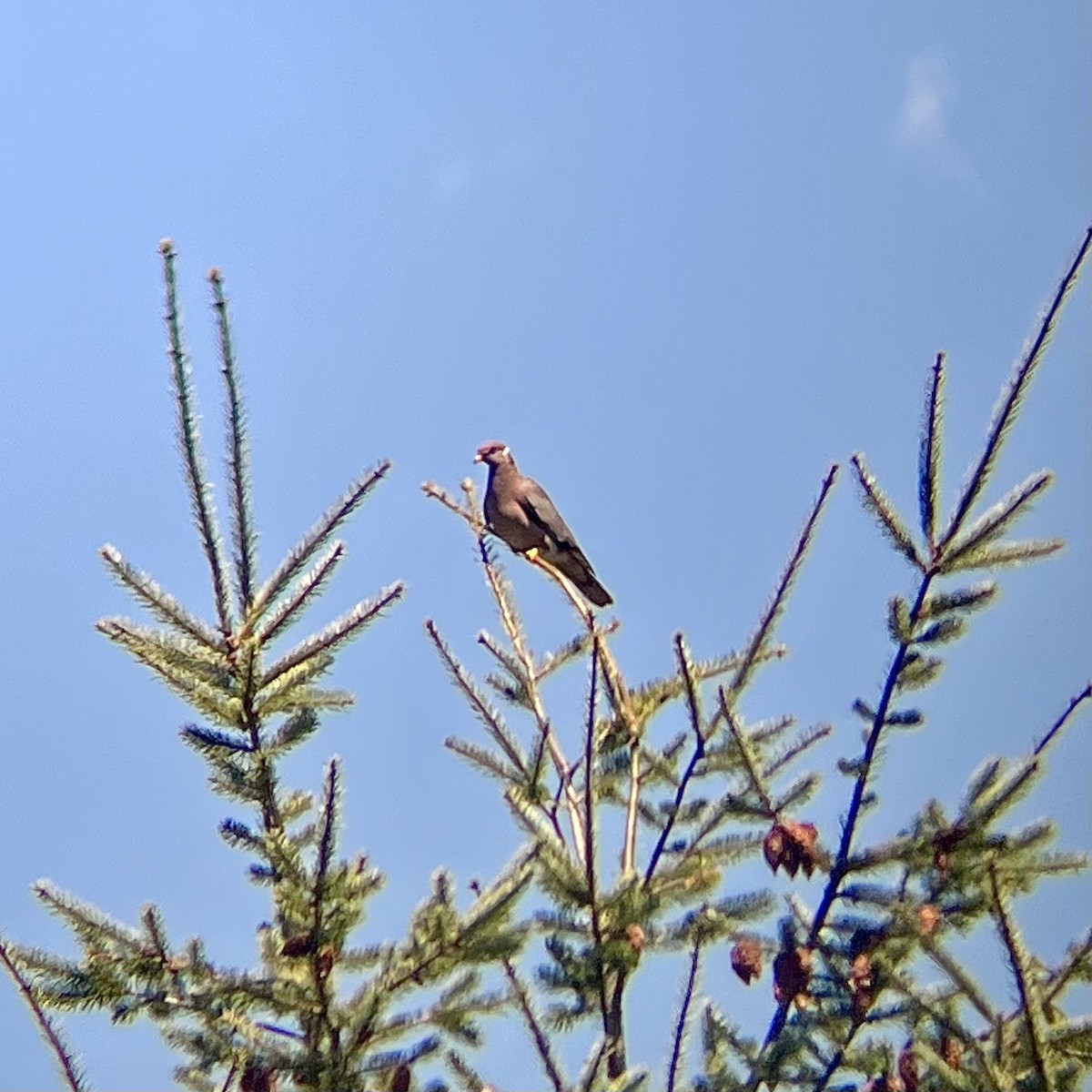 Band-tailed Pigeon - ML554084541