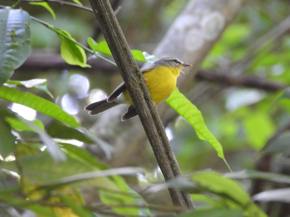 Golden-crowned Warbler - Colby Neuman