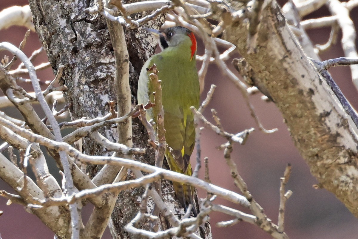 Levaillant's Woodpecker - ML554084881