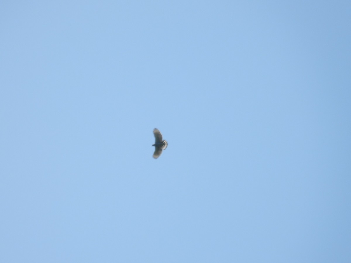 Gray-lined Hawk - Colby Neuman