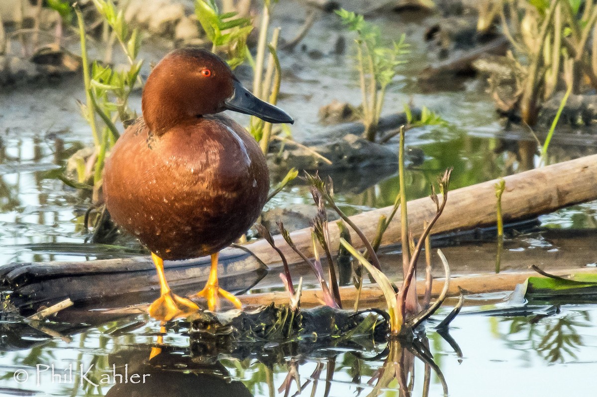 Cinnamon Teal - Phil Kahler