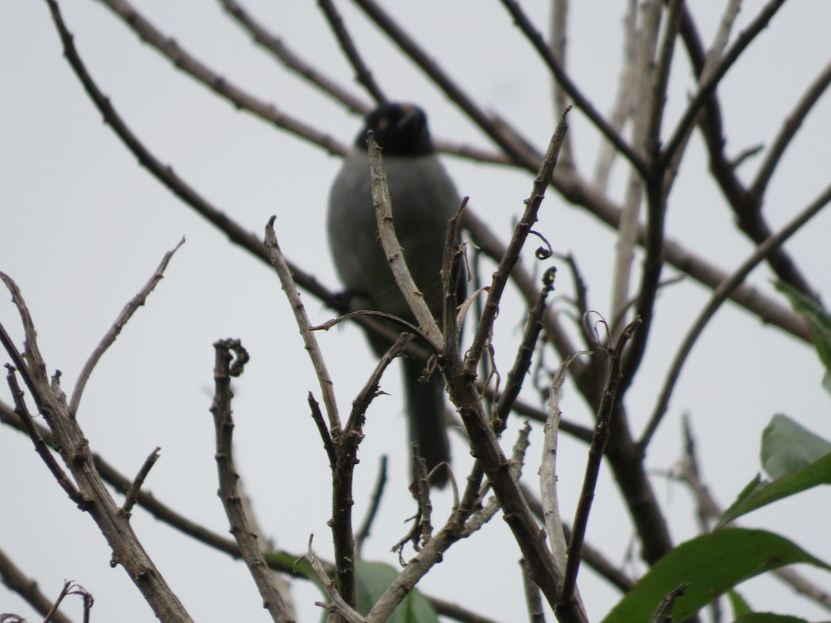 Black-headed Hemispingus - ML554086181