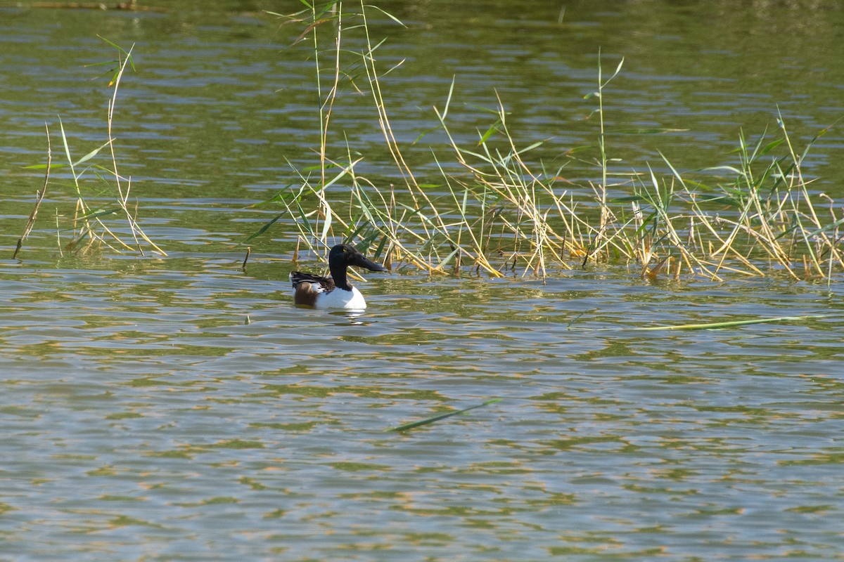 Northern Shoveler - ML554086241