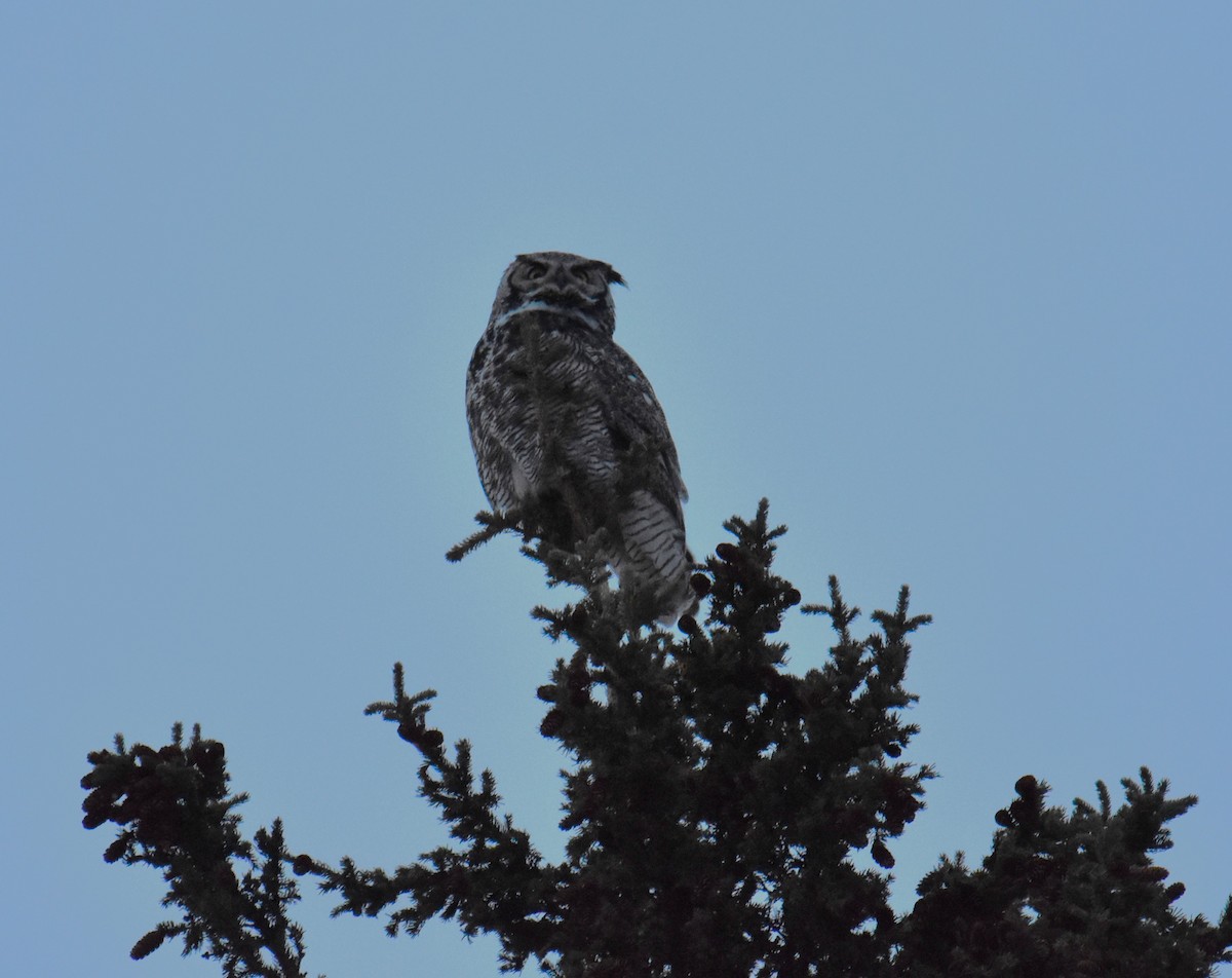 Great Horned Owl - ML554086371