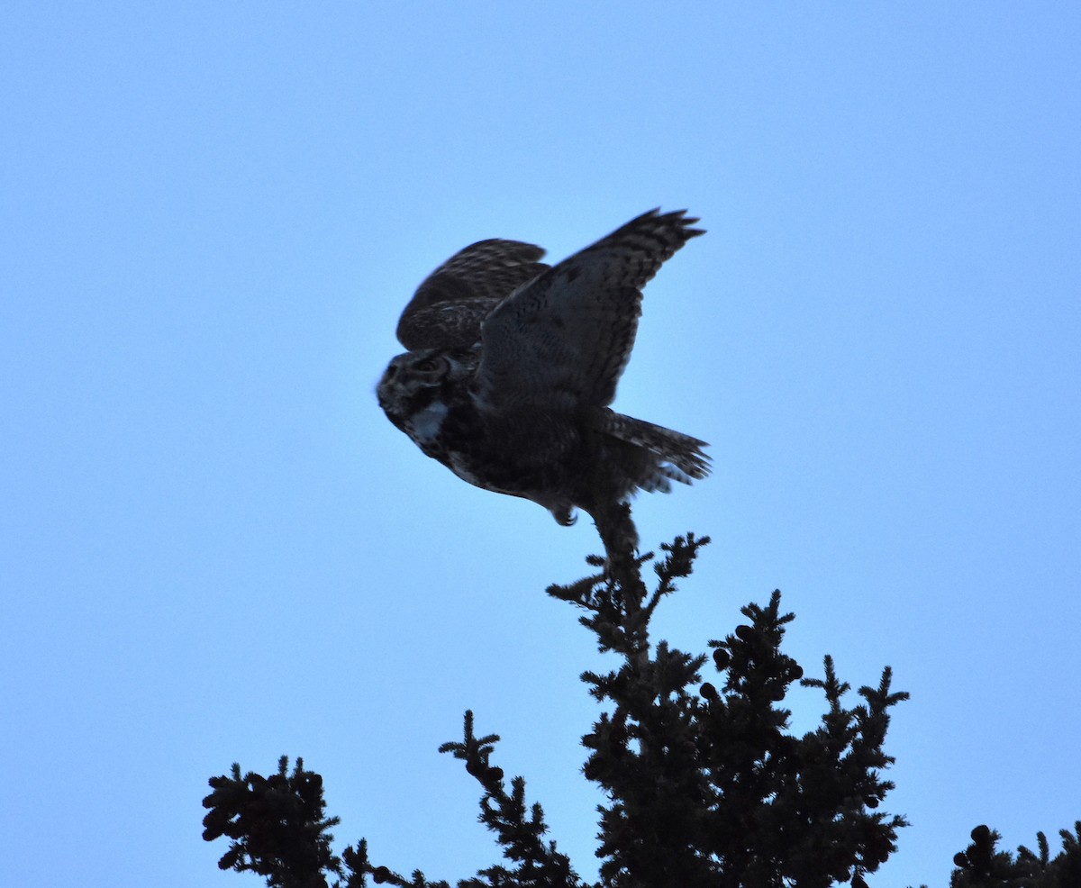 Great Horned Owl - ML554086391