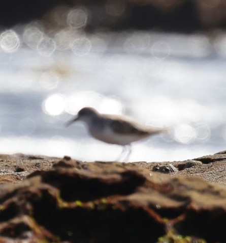 Common Sandpiper - ML554086891