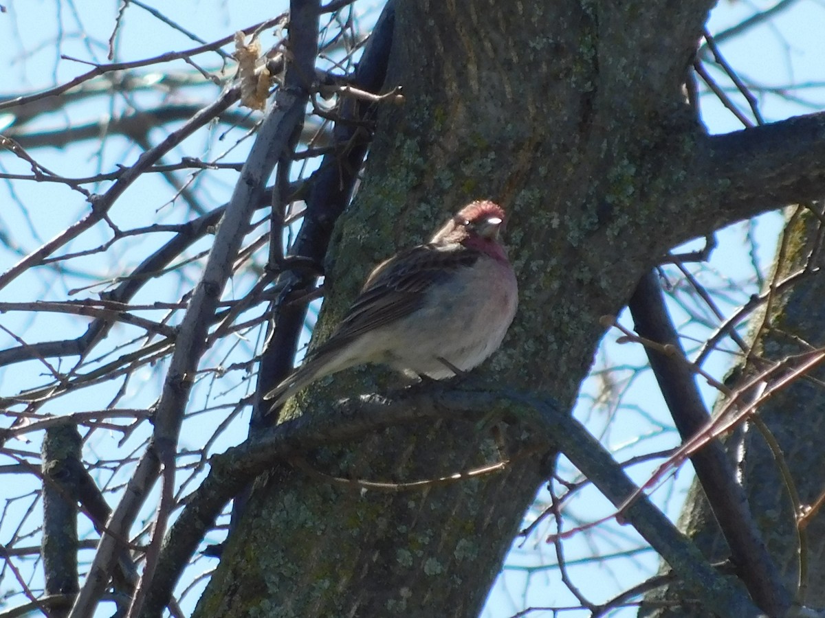 Cassin's Finch - ML554087701