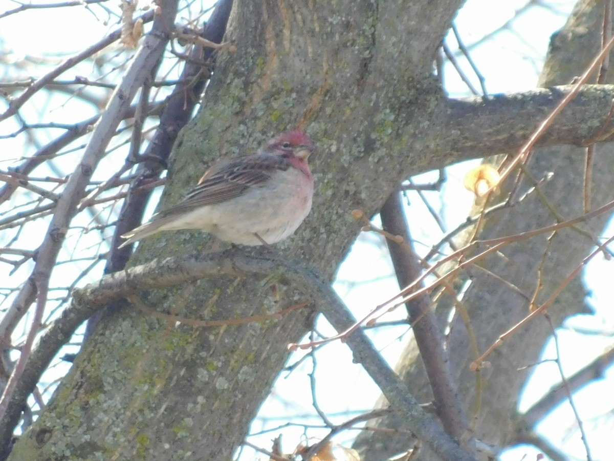 Cassin's Finch - ML554087711