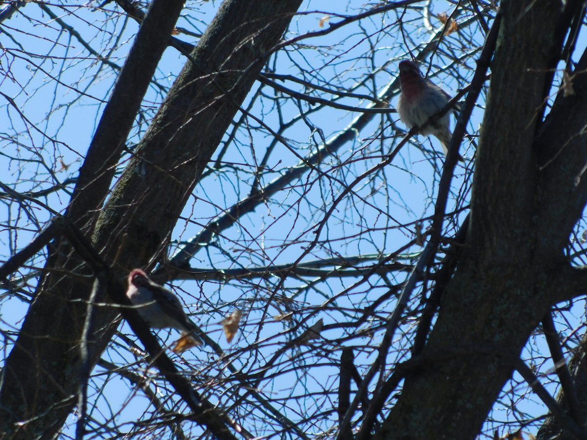 Cassin's Finch - ML554087721