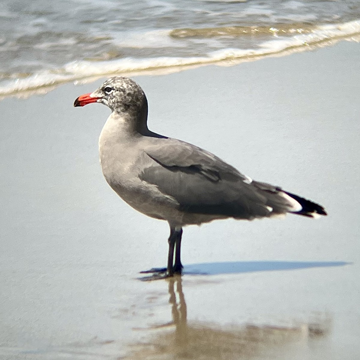 Heermann's Gull - ML554087771