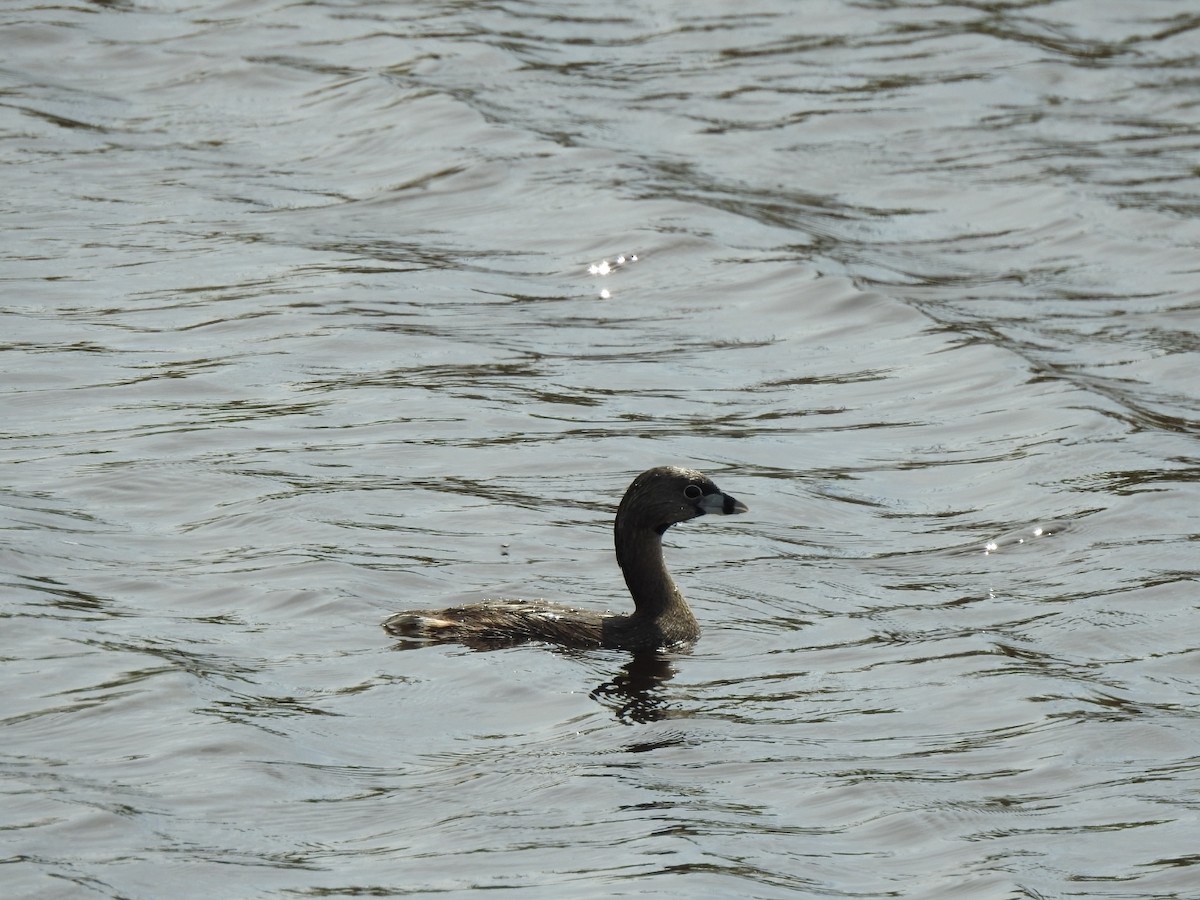 Pied-billed Grebe - ML554087871