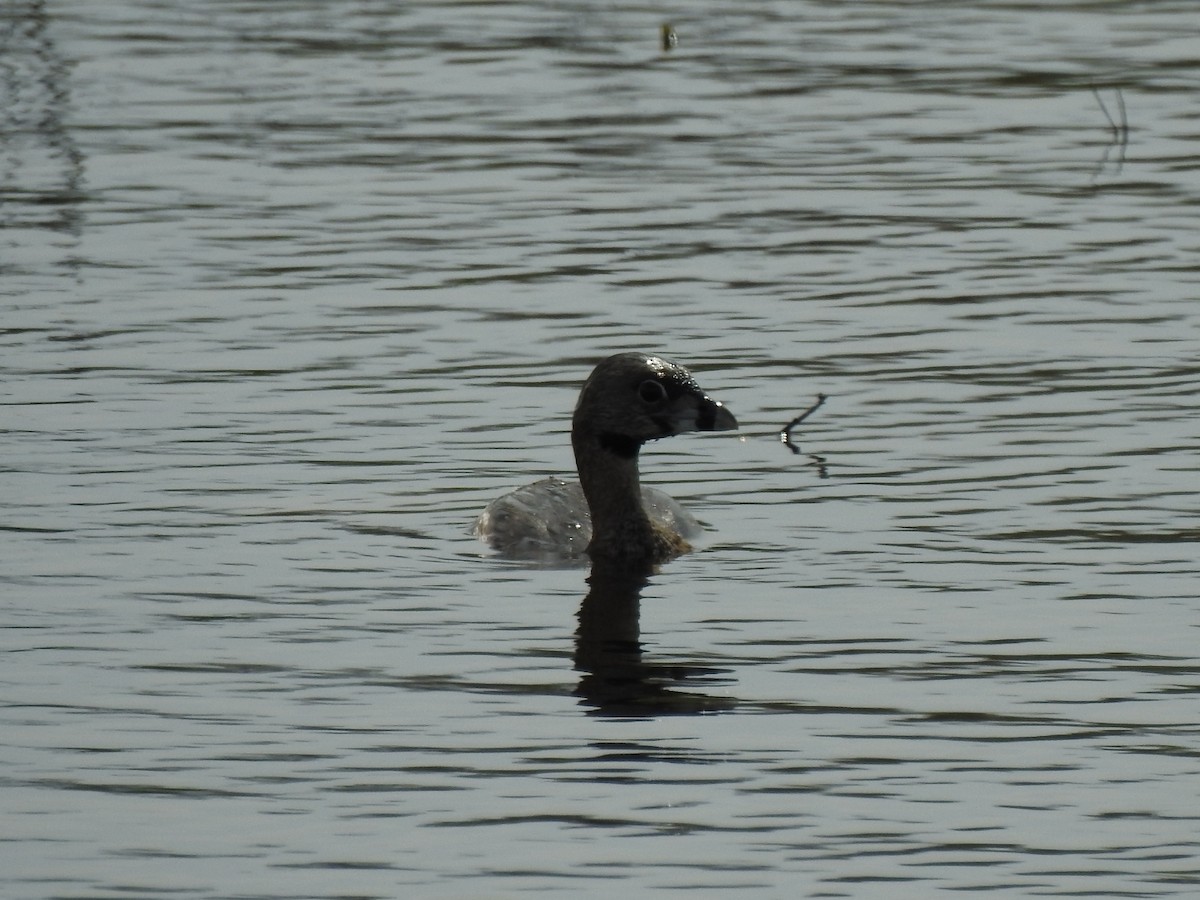 Pied-billed Grebe - ML554087881