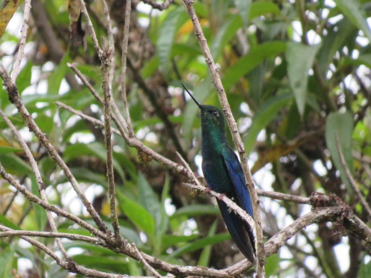 kolibřík modrokřídlý - ML554088041