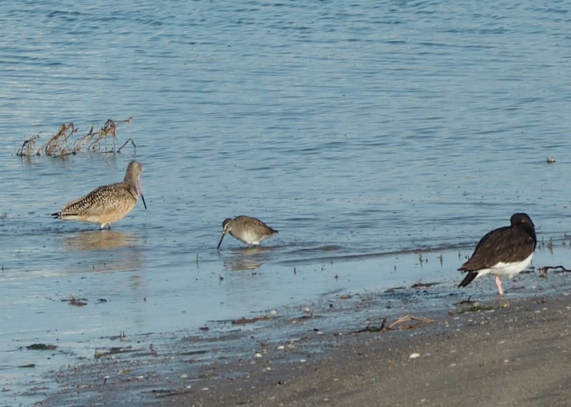 Short-billed/Long-billed Dowitcher - Maya Heubner