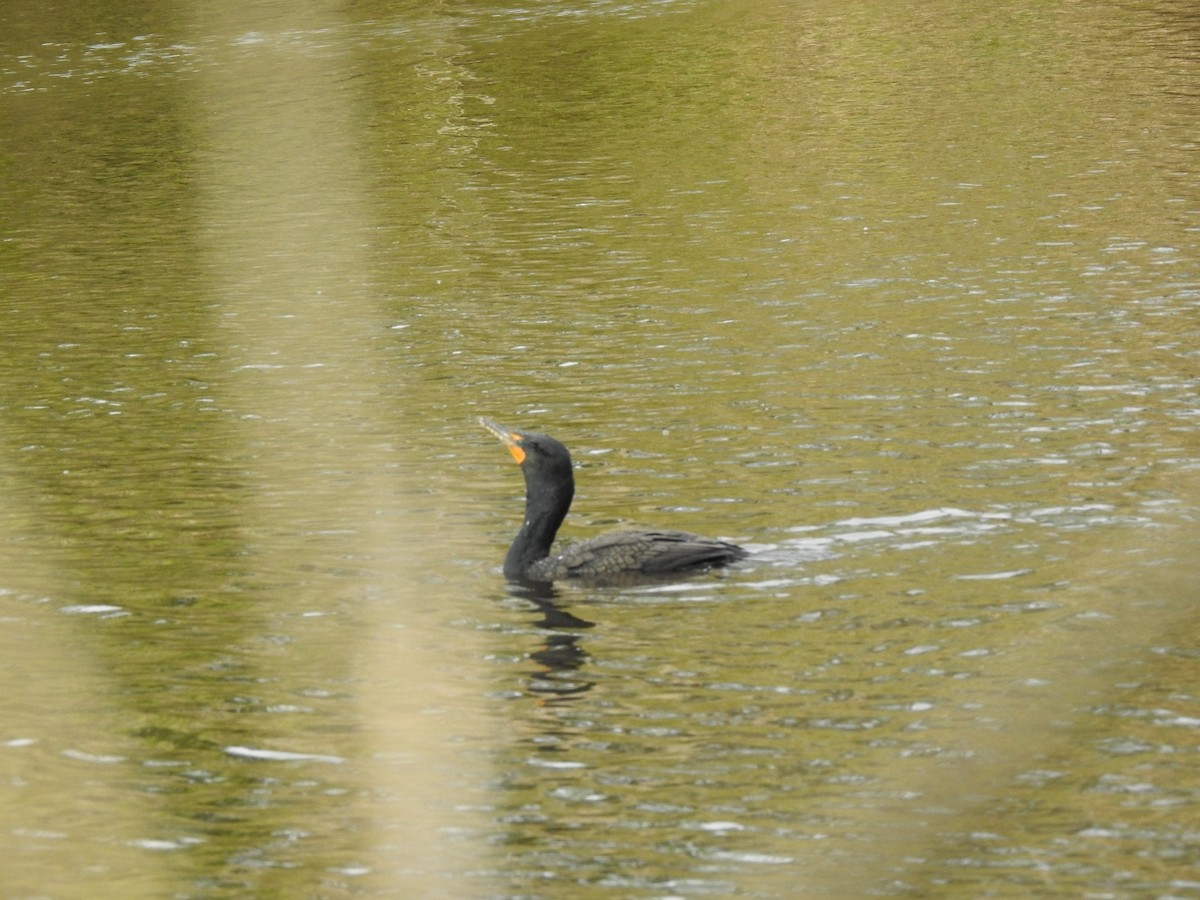 Double-crested Cormorant - ML554088251