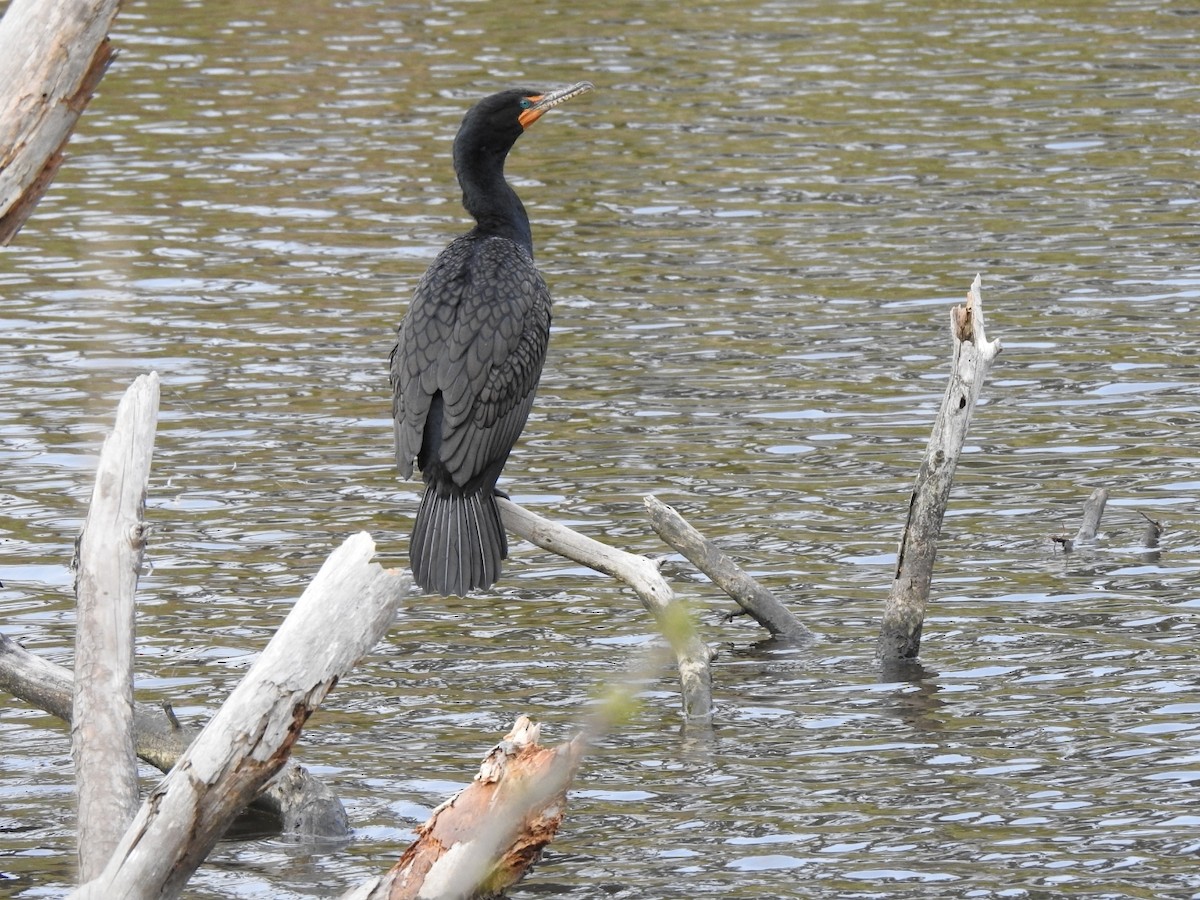 Double-crested Cormorant - ML554088261