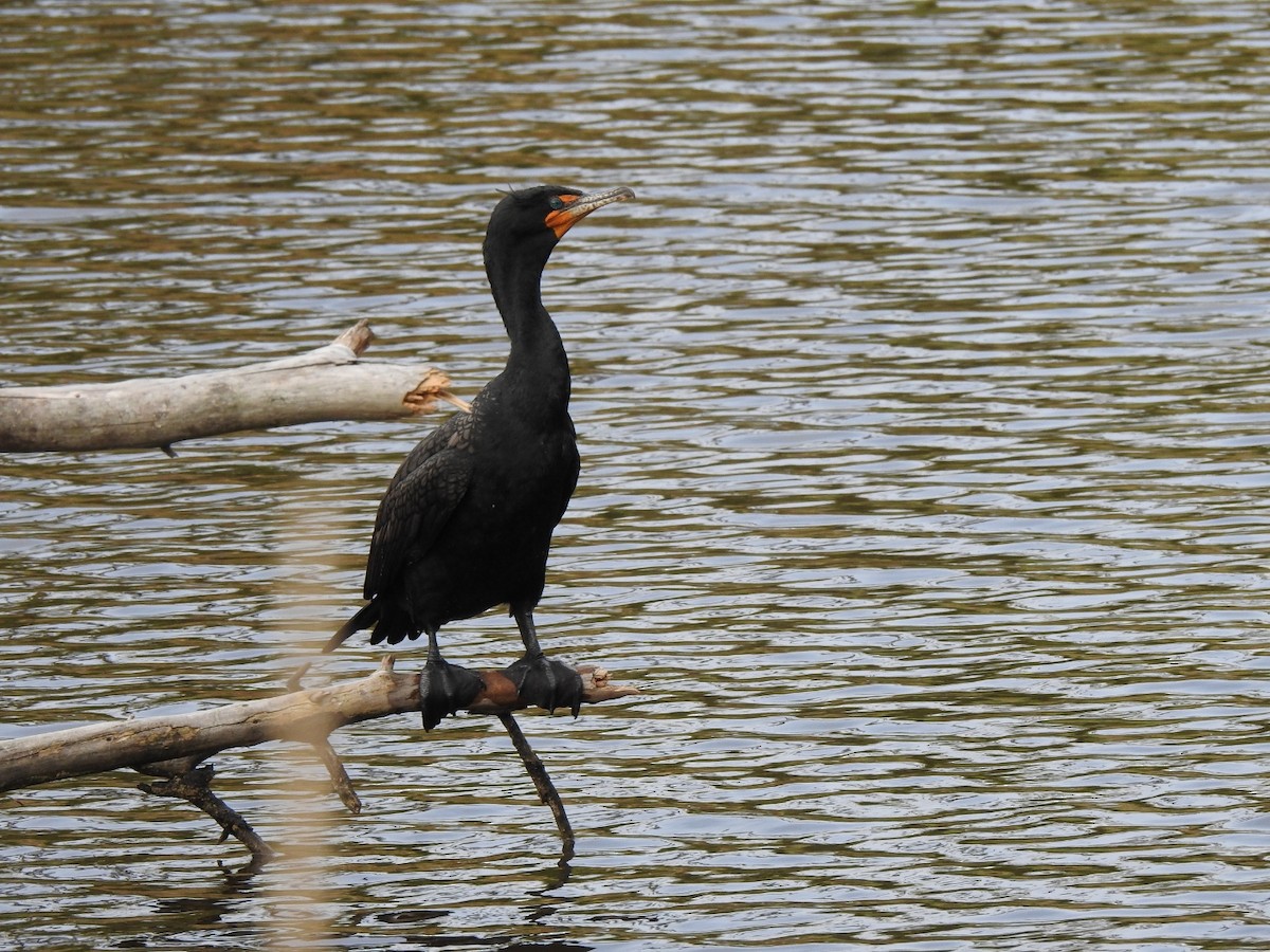 Double-crested Cormorant - ML554088271