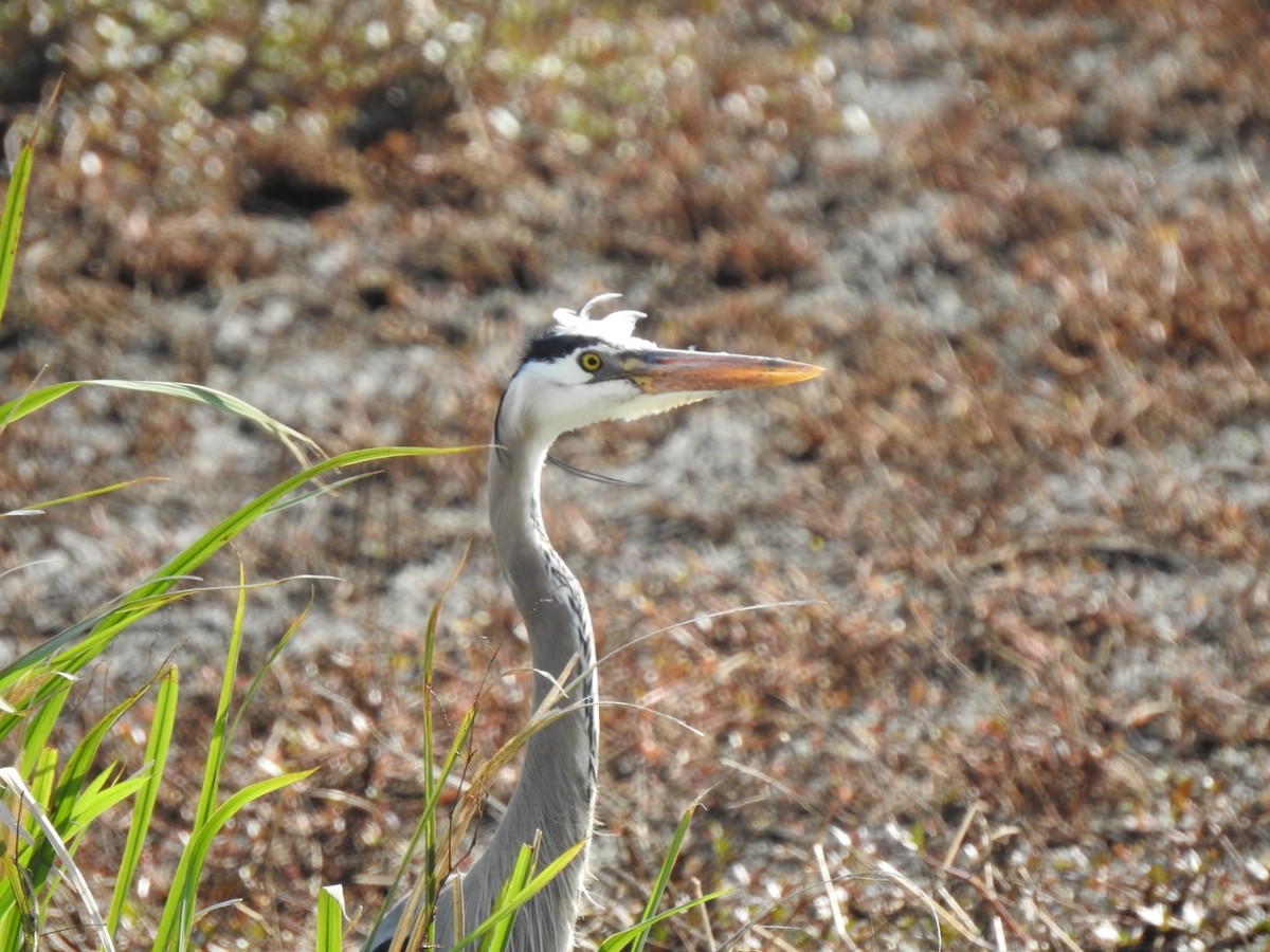 Great Blue Heron - ML554088371