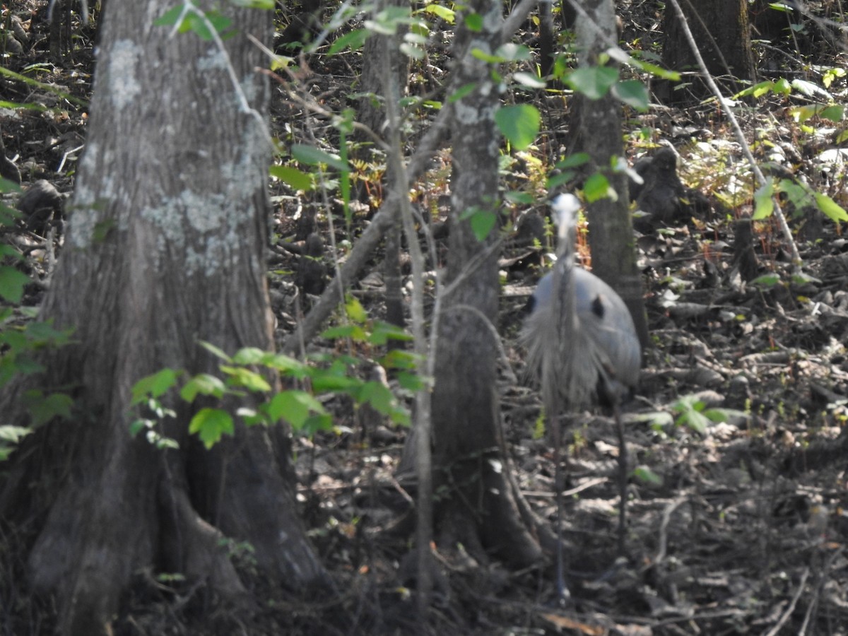 Great Blue Heron - ML554088381