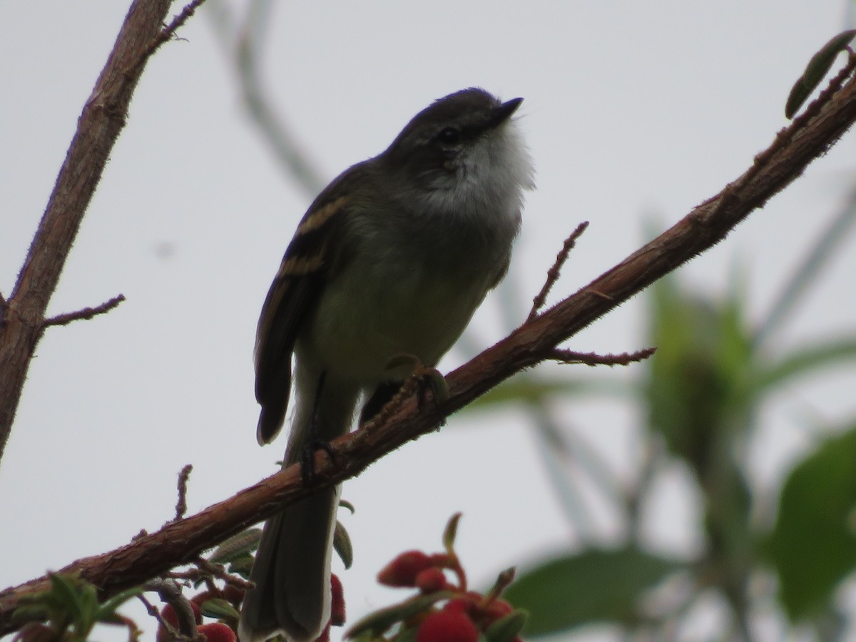 White-throated Tyrannulet - ML554088491