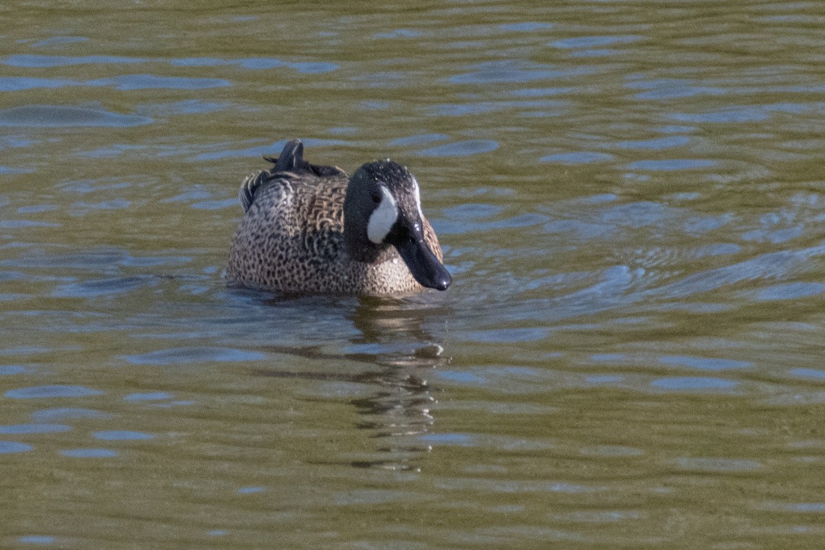 Blue-winged Teal - ML554089511